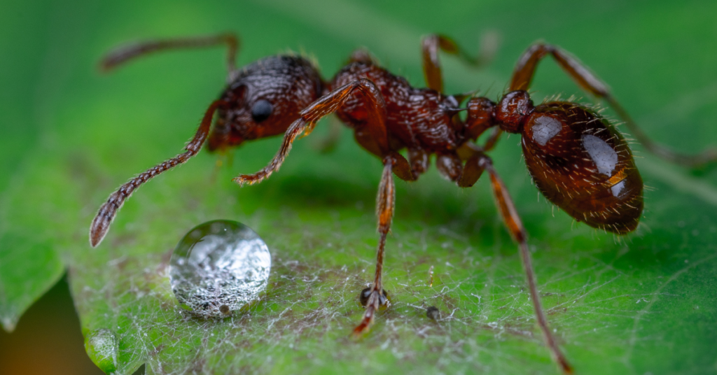 Image for Dear Claire: What Should I Do About Ants in the Spring?
