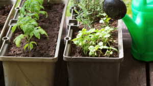 Container garden with herbs and vegetables growing in Portland backyard