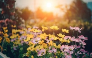 Colorful spring flowers in full bloom at sunset in a garden