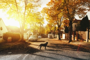 Image for Fall Home Maintenance Checklist