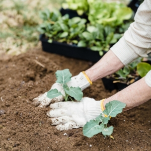 Homeowner planting vegetables in a backyard garden, enhancing outdoor living space in a Portland residential property.