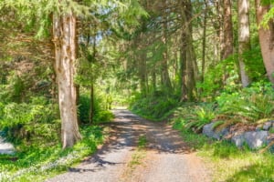 Scenic tree-lined path leading to residential properties in Portland, showcasing lush greenery and a serene natural setting.