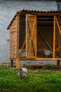 Charming chicken coop in a private yard, perfect for sustainable living and homesteading in residential neighborhoods.