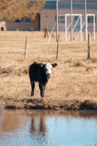Calf by serene pond, showcasing rural lifestyle appeal for Portland real estate buyers seeking spacious properties.