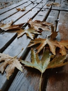 Autumn leaves on a wooden deck, showcasing outdoor living spaces ideal for Portland real estate buyers and investors.