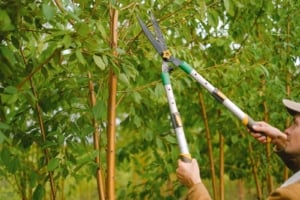 Homeowner pruning trees in garden, enhancing curb appeal for Portland real estate investment and residential aesthetics.